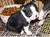 PoulaTo: Boston Terrier